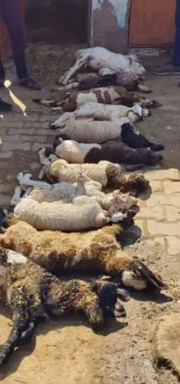 बाथरूम में घुसकर 13 बछड़ों का किया शिकार, पूरे गांव में दहशत