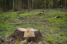 वन कटाई घोटाले पर जाजू का हमला-दोषियों से पौधारोपण की राशि वसूलने की मांग