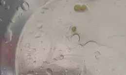 आंगनवाड़ी केंद्र में बच्चों के दलिया में इल्लियां मिलीं, सप्लायर समूह को नोटिस