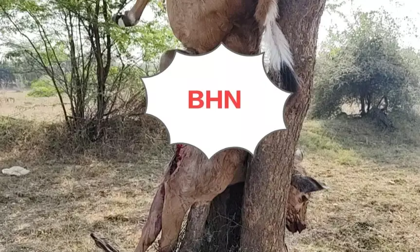 चित्तौडिय़ा में पैंथर की दस्तक, नील गाय के बछड़े को बनाया शिकार, दहशत में ग्रामीण