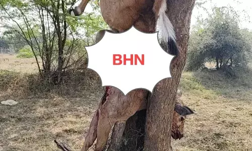 चित्तौडिय़ा में पैंथर की दस्तक, नील गाय के बछड़े को बनाया शिकार, दहशत में ग्रामीण