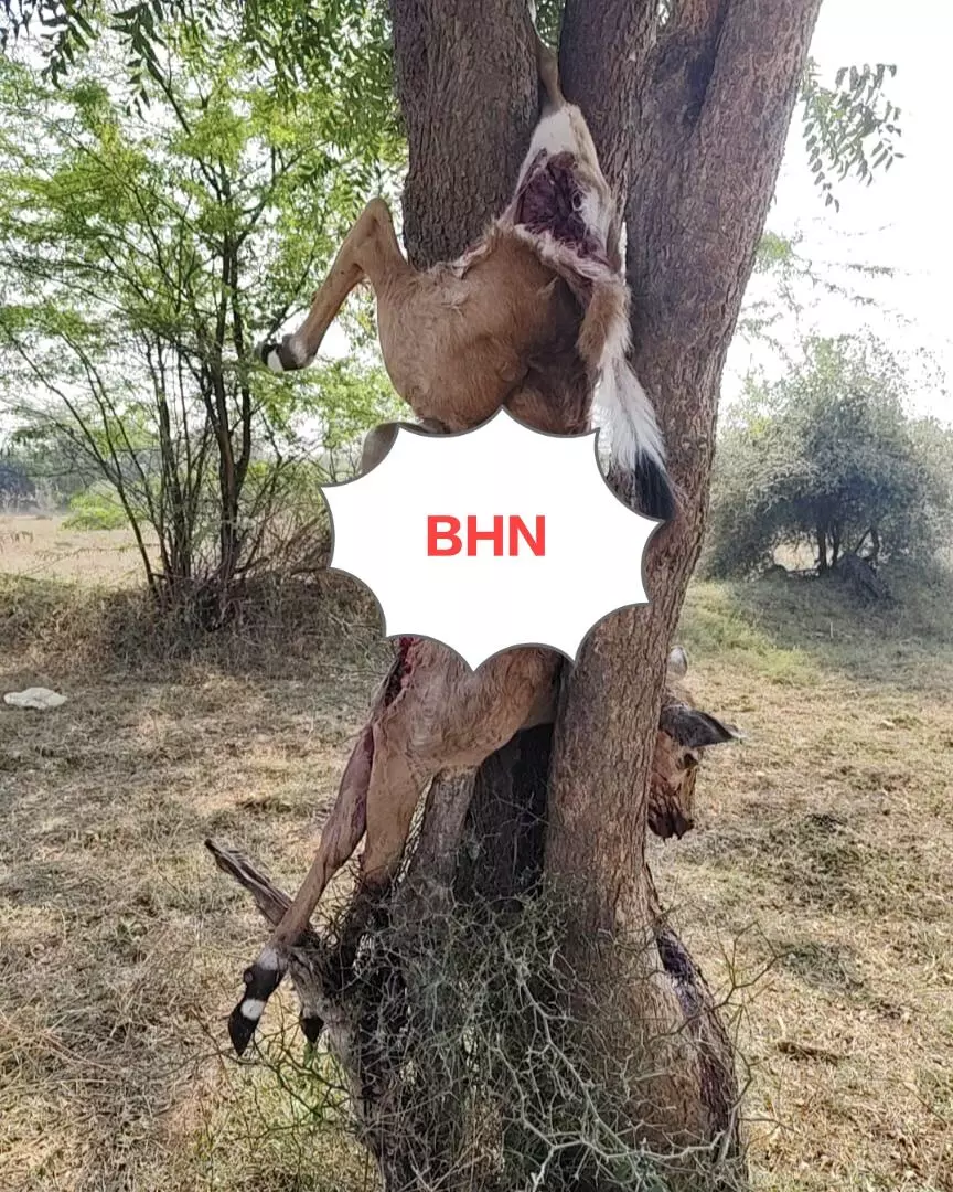 चित्तौडिय़ा में पैंथर की दस्तक, नील गाय के बछड़े को बनाया शिकार, दहशत में ग्रामीण