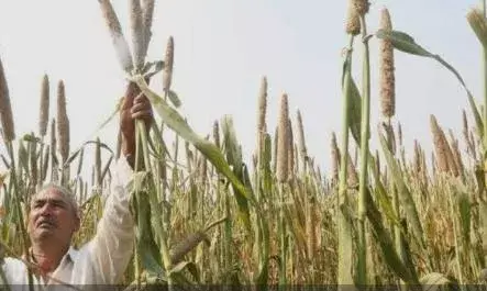 अब राजस्थान  का बाजरा एमपी में समर्थन मूल्य पर न बेच पाएंगे किसान, गल्ला व्यापारी , बॉर्डर पर तैनात होगी फोर्स