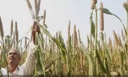 अब राजस्थान  का बाजरा एमपी में समर्थन मूल्य पर न बेच पाएंगे किसान, गल्ला व्यापारी , बॉर्डर पर तैनात होगी फोर्स