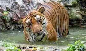 राजस्थान में बाघों की आनुवंशिक विविधता बढ़ाने के लिए महाराष्ट्र और मध्यप्रदेश से सात बाघ-बाघिन लाए जाएंगे