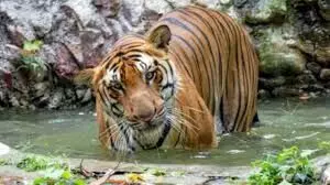 राजस्थान में बाघों की आनुवंशिक विविधता बढ़ाने के लिए महाराष्ट्र और मध्यप्रदेश से सात बाघ-बाघिन लाए जाएंगे