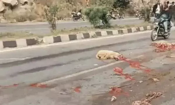 उदयपुर हाईवे पर 30 भेड़ें कुचलकर मर गईं, गडरियों ने भागकर बचाई जान