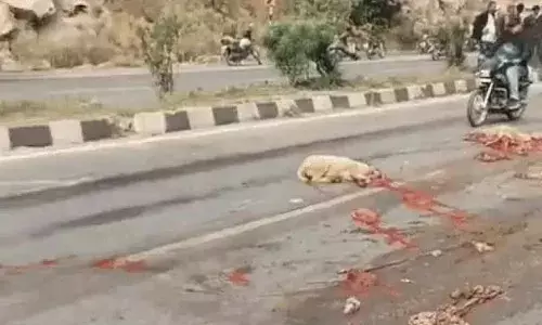 उदयपुर हाईवे पर 30 भेड़ें कुचलकर मर गईं, गडरियों ने भागकर बचाई जान