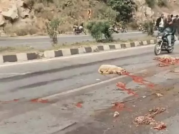 उदयपुर हाईवे पर 30 भेड़ें कुचलकर मर गईं, गडरियों ने भागकर बचाई जान