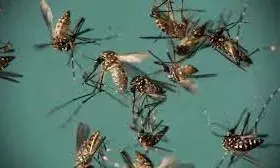 ग्रामीण इलाकों में मच्छरों का आतंक, फॉगिंग की मांग