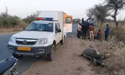 किशनगढ़-हनुमानगढ़ मेगा हाइवे पर दर्दनाक हादसा, चार गायों को ट्रक ने मारी टक्कर