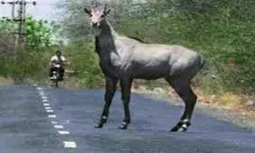 नील गाय ने महिला और करंट ने ली बुजुर्ग किसान की जान नील गाय ने महिला और करंट ने ली बुजुर्ग किसान की जान