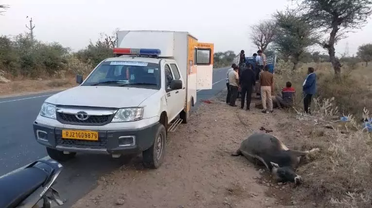 किशनगढ़-हनुमानगढ़ मेगा हाइवे पर दर्दनाक हादसा, चार गायों को ट्रक ने मारी टक्कर