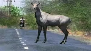 नील गाय ने महिला और करंट ने ली बुजुर्ग किसान की जान