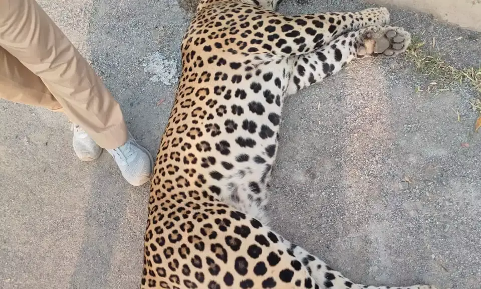 पैंथर की अज्ञात वाहन की टक्कर से मौके पर ही मौत