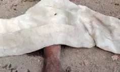 बंदरों के हमले से महिला गंभीर रूप से घायल, गांव में दहशत