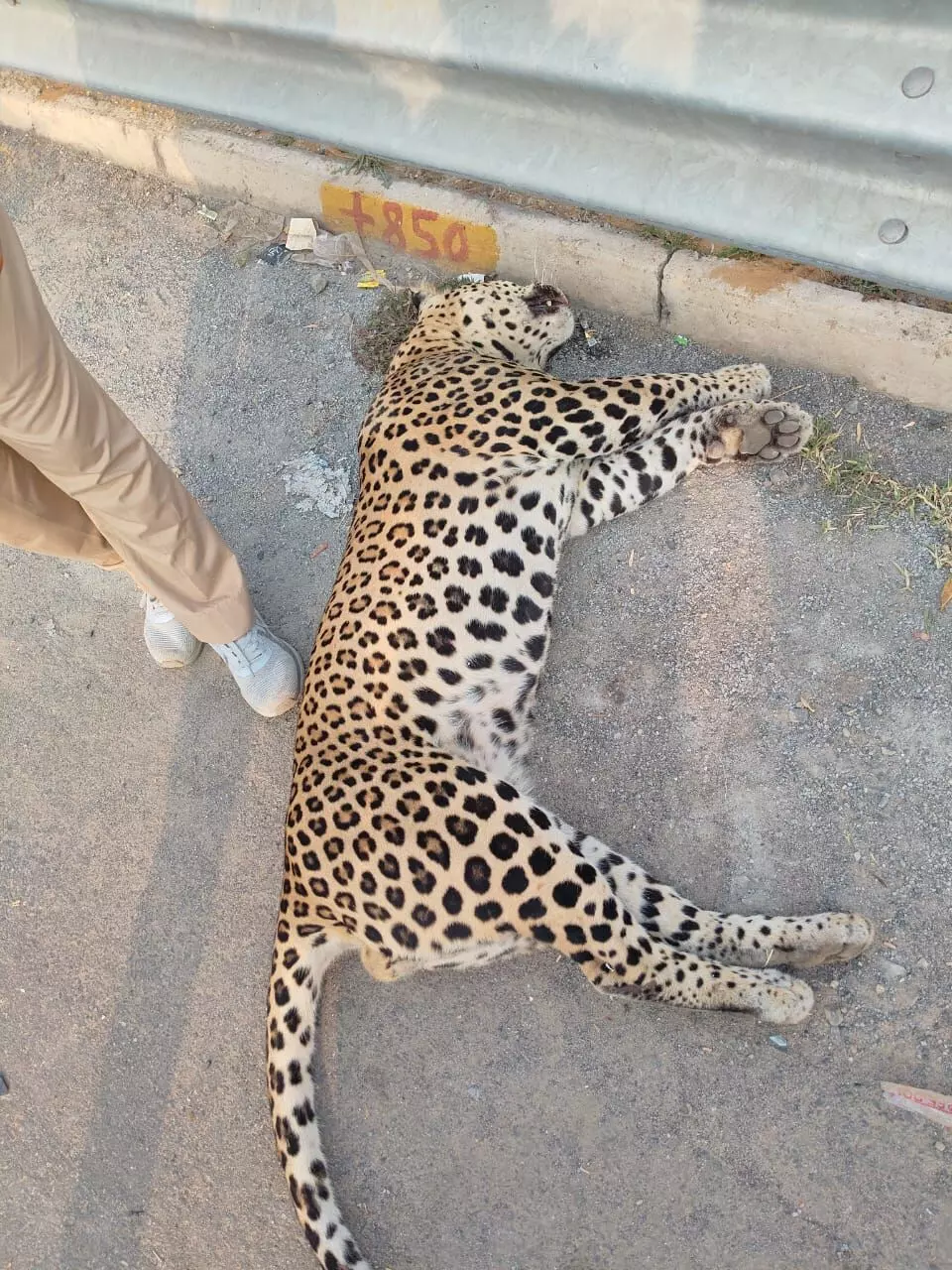 पैंथर की अज्ञात वाहन की टक्कर से मौके पर ही मौत