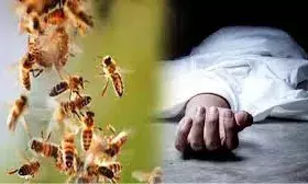 मधुमक्खियों ने किया हमला, युवक की मौत