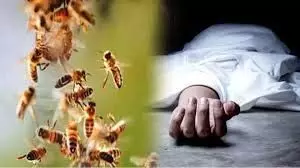 मधुमक्खियों ने किया हमला, युवक की मौत
