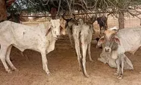 भीलवाड़ा सहित राजस्थान में 310 नए पशु चिकित्सालय भवनों के  निर्माण के लिए 144 करोड़ 15 लाख रुपए की स्वीकृति जारी