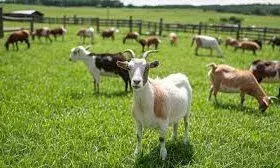 बकरी पालन को बढ़ावा देने पर जोर, पंजाब के प्रमुख सचिव ने किया अवलोकन