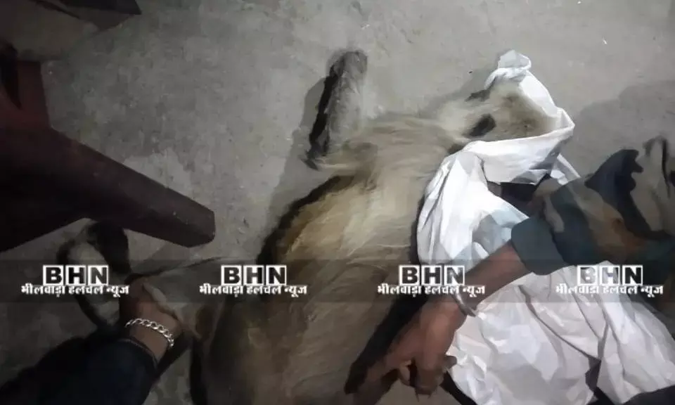 करंट से वानर राज घायल