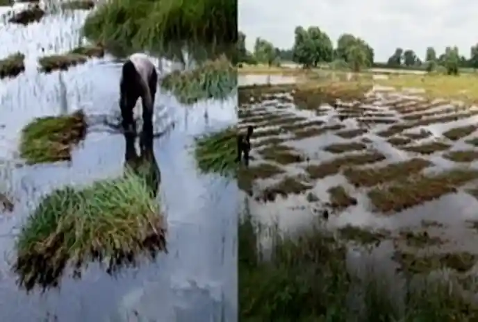 छह जिलों के किसानों के लिए राहत,भीलवाड़ा शामिल नहीं ,3,777 गांवों को अभावग्रस्त घोषित