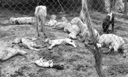 अज्ञात जानवर के हमले से 55 भेड़ें मरी, पशुपालक को भारी नुकसान