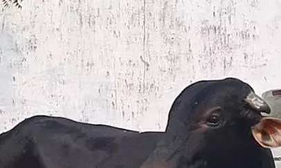 एक्सीडेंट के बाद नंदी बेकाबू, 4 से 5 महिलाएं हुईं घायल