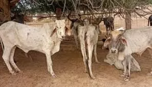 भीलवाड़ा सहित राजस्थान में 310 नए पशु चिकित्सालय भवनों के निर्माण के लिए 144 करोड़ 15 लाख रुपए की स्वीकृति जारी भीलवाड़ा सहित राजस्थान में 310 नए पशु चिकित्सालय भवनों के निर्माण के लिए 144 करोड़ 15 लाख रुपए की स्वीकृति जारी