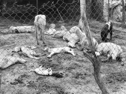 अज्ञात जानवर के हमले से 55 भेड़ें मरी, पशुपालक को भारी नुकसान अज्ञात जानवर के हमले से 55 भेड़ें मरी, पशुपालक को भारी नुकसान