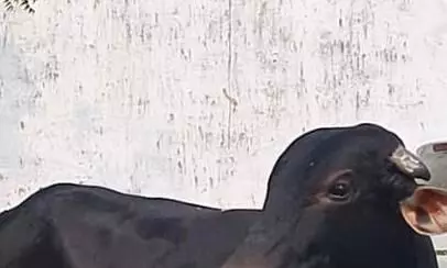 एक्सीडेंट के बाद नंदी बेकाबू, 4 से 5 महिलाएं हुईं घायल