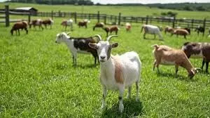 बकरी पालन को बढ़ावा देने पर जोर, पंजाब के प्रमुख सचिव ने किया अवलोकन बकरी पालन को बढ़ावा देने पर जोर, पंजाब के प्रमुख सचिव ने किया अवलोकन