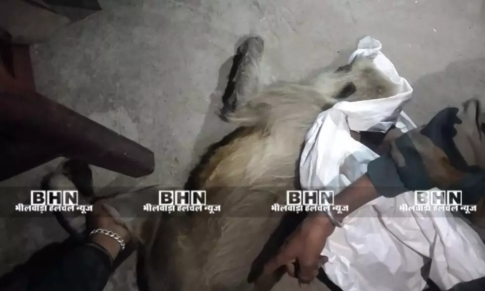 करंट से वानर राज घायल