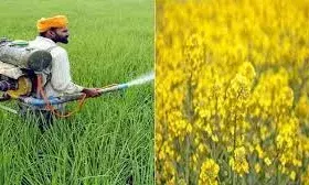 रबी की फसलों को मिला मजबूती का नया सहारा