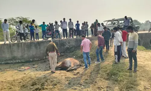 अज्ञात वाहन की टक्कर से गाय की हुई मौत