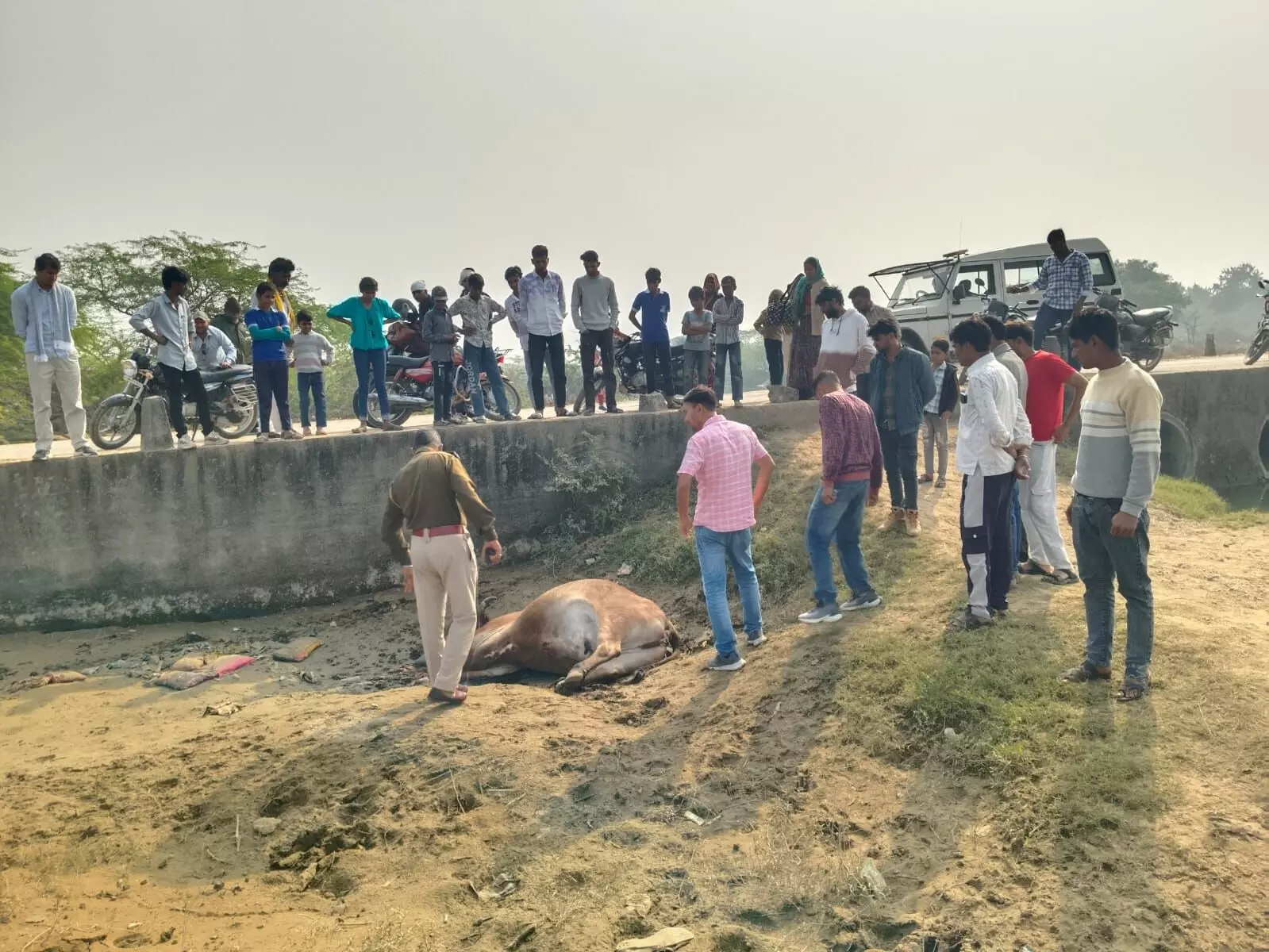 अज्ञात वाहन की टक्कर से गाय की हुई मौत अज्ञात वाहन की टक्कर से गाय की हुई मौत
