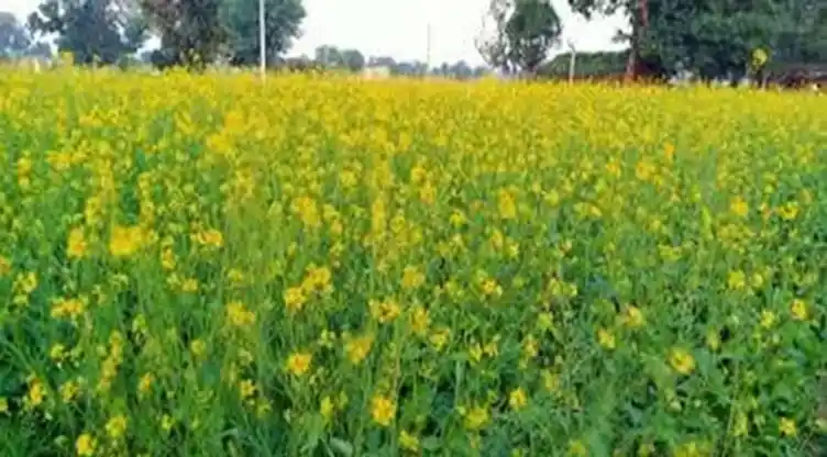 सरसों की फसल से लहलहाए खेत, किसानों को भरपूर उपज की उम्मीद