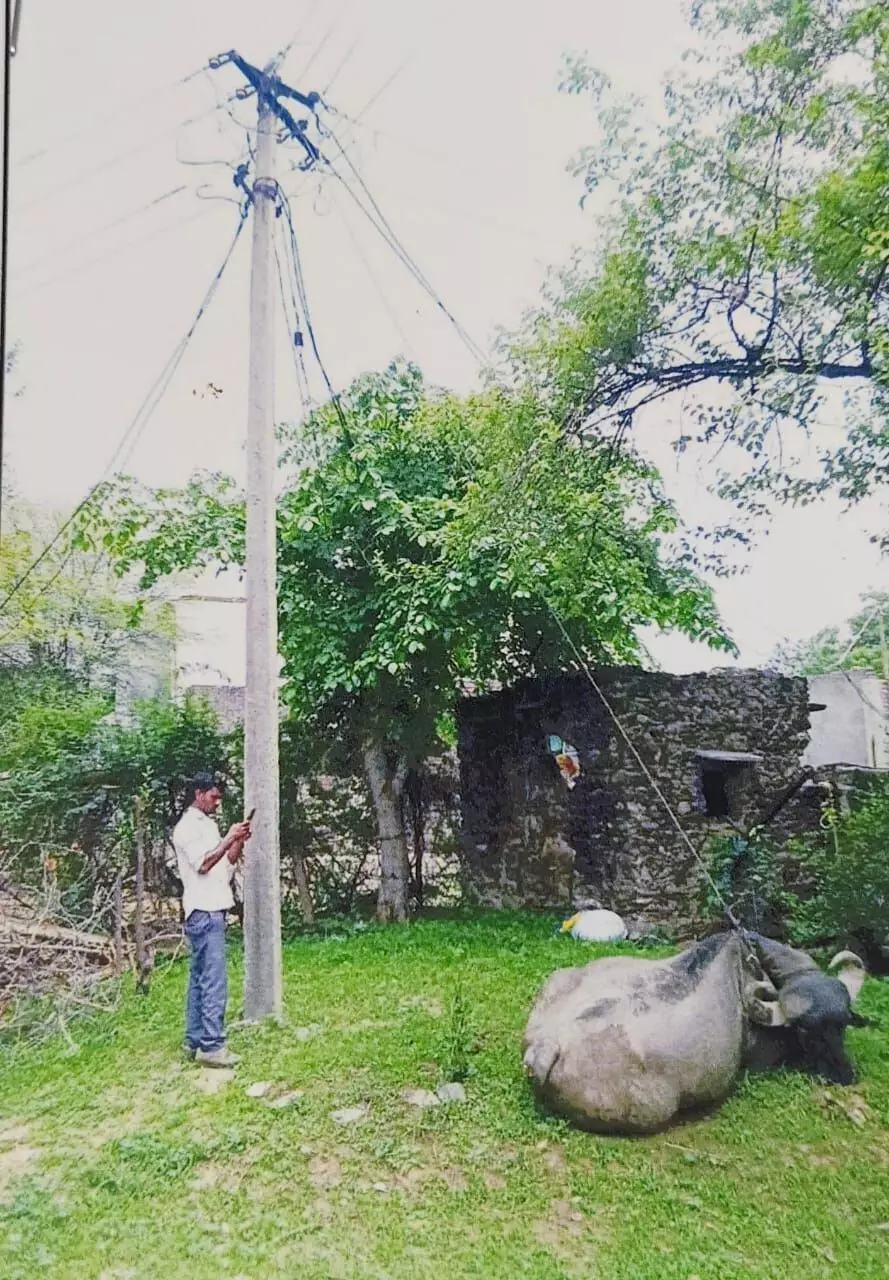 भैंस की करंट से मौत पर विद्युत निगम को क्षतिपूर्ति के आदेश