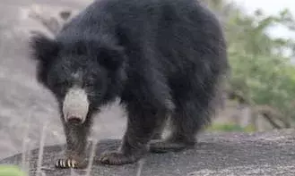 एक आंख फोडक़र सिर और चेहरे को नोचा, इलाज के लिए उदयपुर रेफर