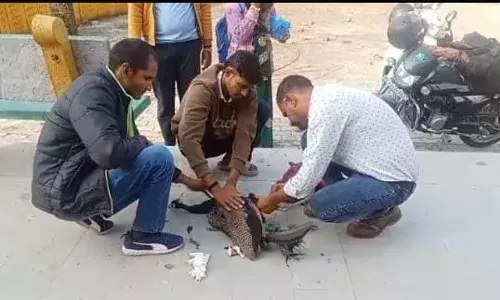 राष्ट्रीय पक्षी घायल, स्थानीय युवाओं ने किया बचाव