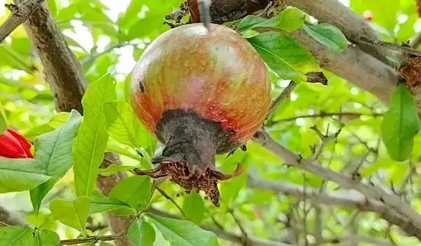 पश्चिमी राजस्थान में अनार की फसलों पर रहस्यमयी वायरस का कहर तेज ! देश में तीसरे स्थान पर पहुंचा उत्पादन अब संकट में