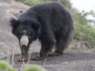 एक आंख फोडक़र सिर और चेहरे को नोचा, इलाज के लिए उदयपुर रेफर