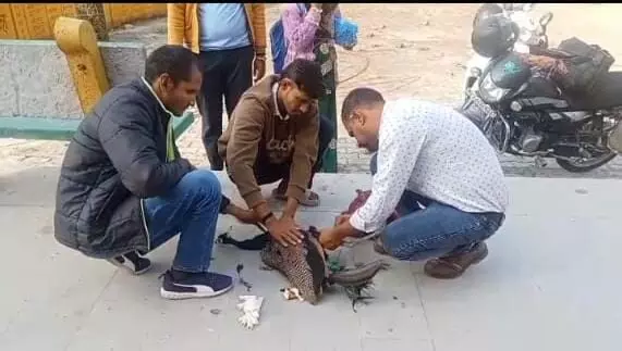 राष्ट्रीय पक्षी घायल, स्थानीय युवाओं ने किया बचाव