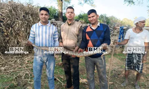 कोचरिया में 6 फीट लंबे अजगर का रेशक्यु कर जंगल में छोड़ा