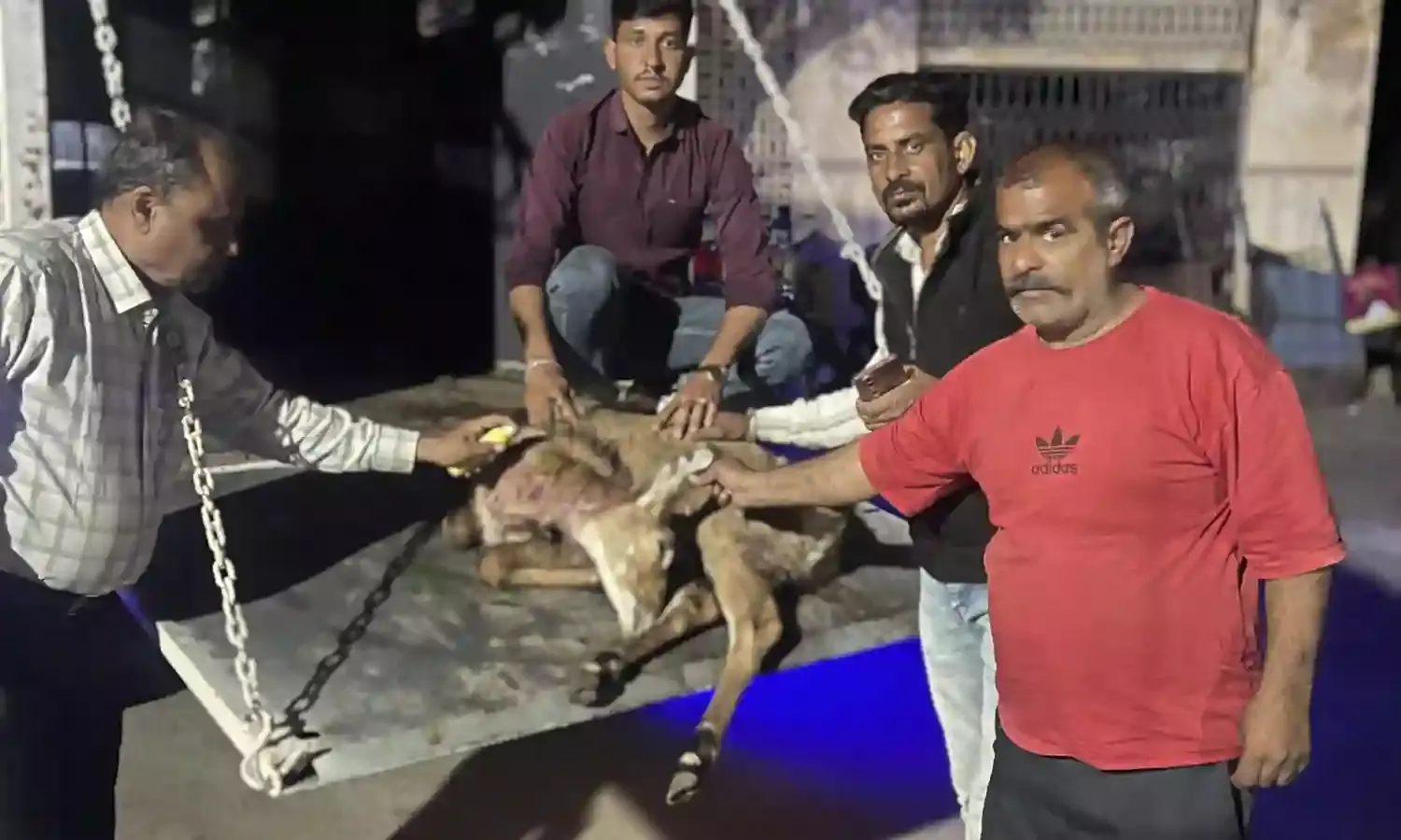 घायल नीलगाय के बछड़े का इलाज करवाकर वन विभाग को सौंपा