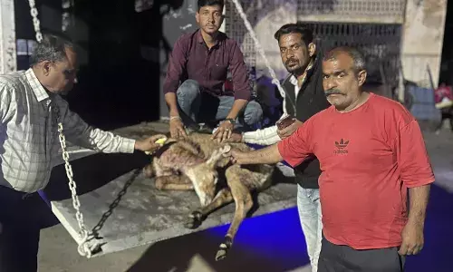 घायल नीलगाय के बछड़े का इलाज करवाकर वन विभाग को सौंपा घायल नीलगाय के बछड़े का इलाज करवाकर वन विभाग को सौंपा