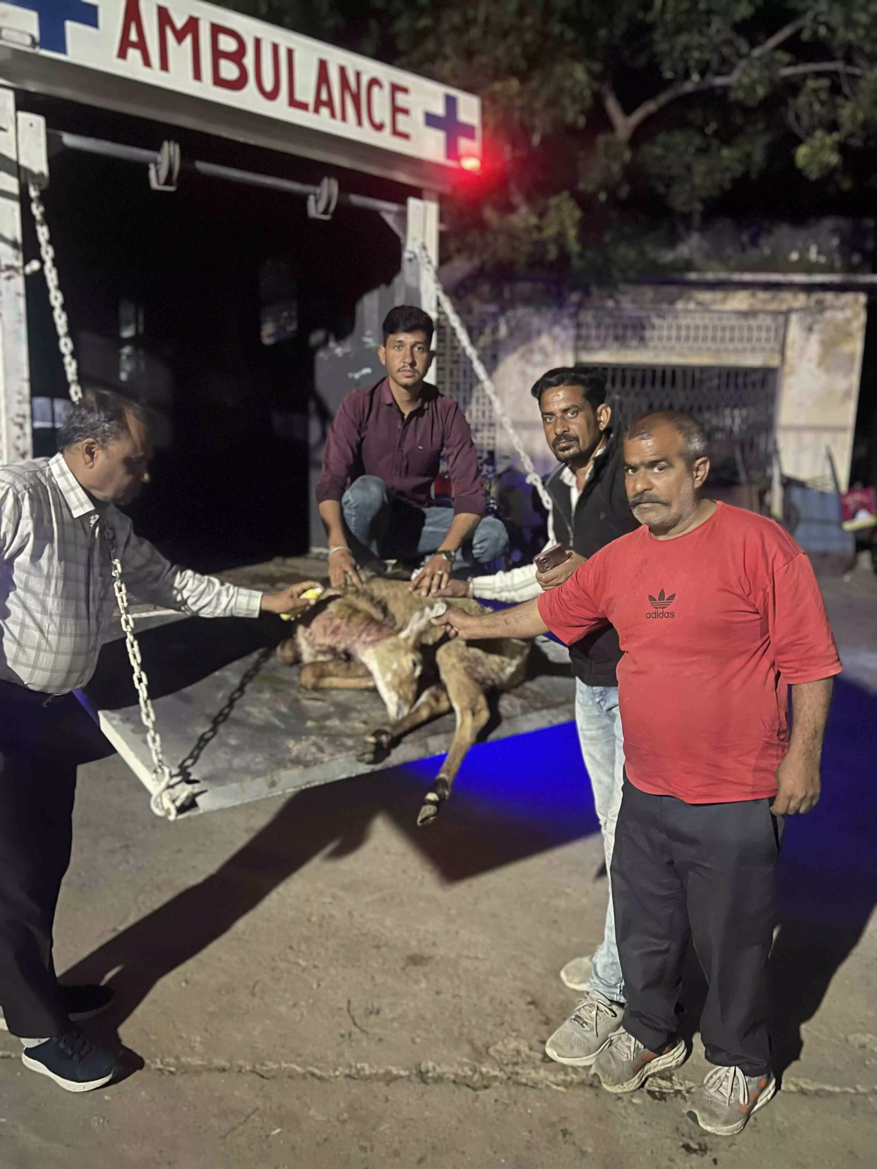 घायल नीलगाय के बछड़े का इलाज करवाकर वन विभाग को सौंपा