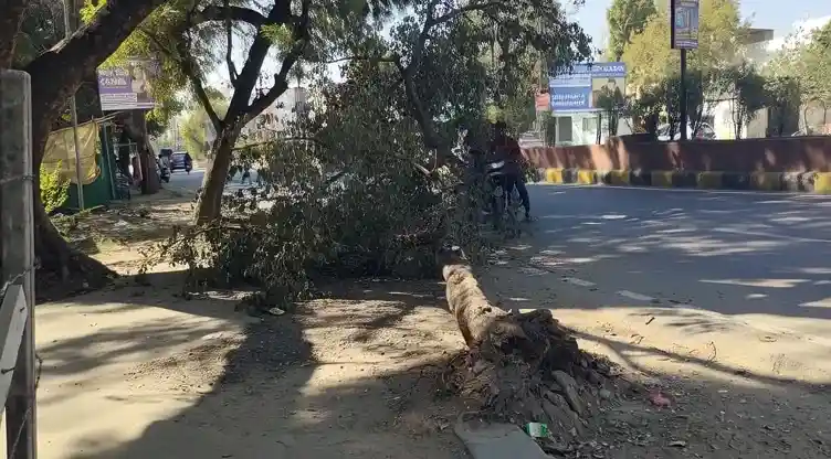 ट्रेलर की टक्कर से विशाल पेड़ गिरा, विभाग की लापरवाही से घंटों सड़क बाधित
