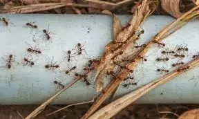 महंगी मिठाइयों की असलियत उजागर, कारखानों में मिली गंदगी और दूषित सामग्री